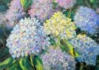 Hydrangeas