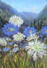 Agapanthus
